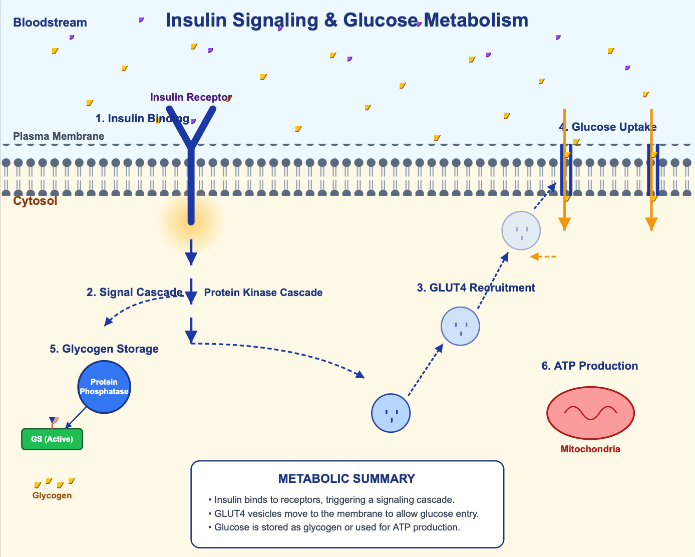 Example biology visualization generated by \textit{Vizart}. The figure shows insulin's effect on cell metabolism using labeled biological components and arrows indicating the relationship between insulin signaling and cellular metabolic activity.